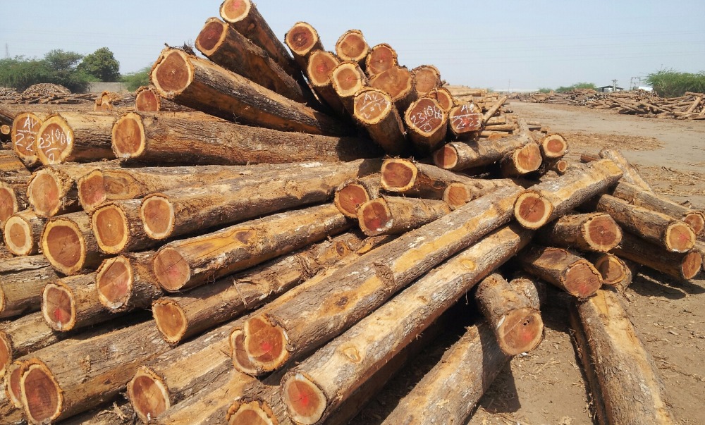 National Legislative Assembly Formed Committee to Investigate Widespread Illegal Logging in Central Equatoria State